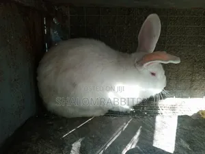 Matured Rabbit Available in Abuja