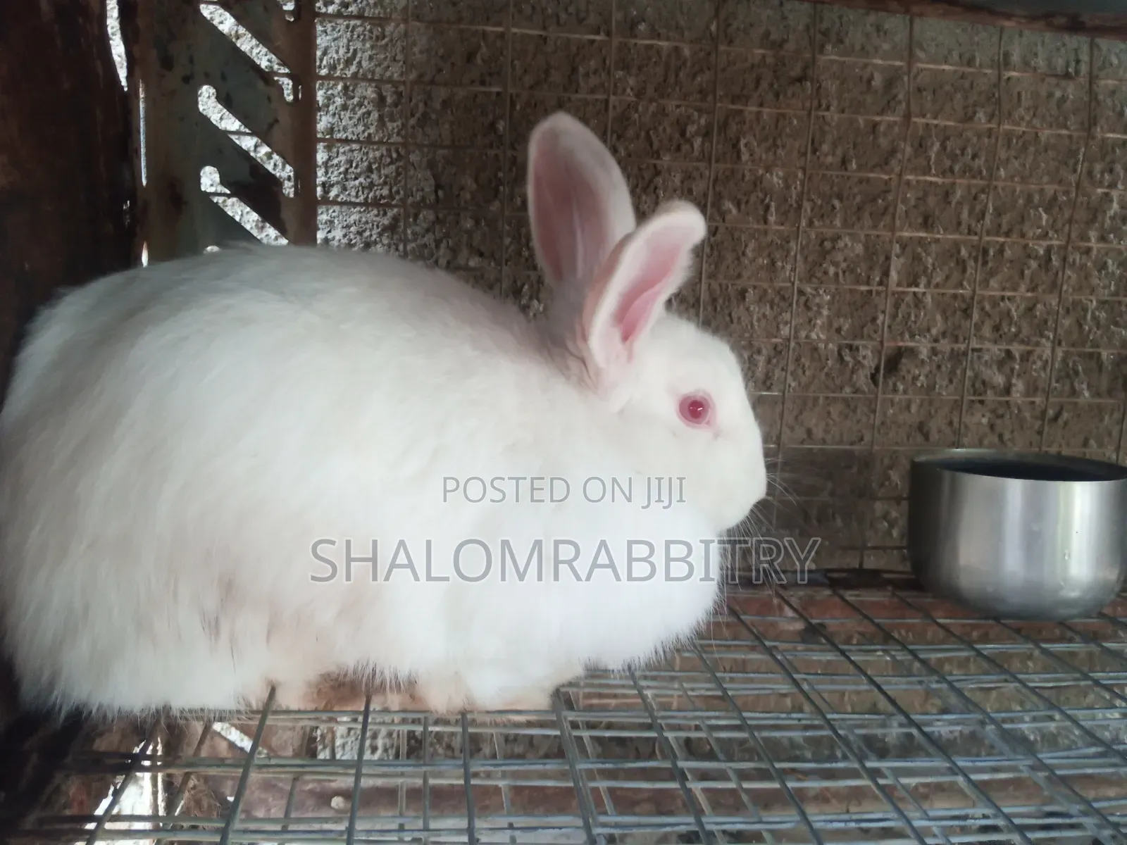 Matured Rabbit Available in Abuja