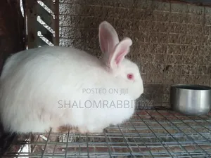 Matured Rabbit Available in Abuja