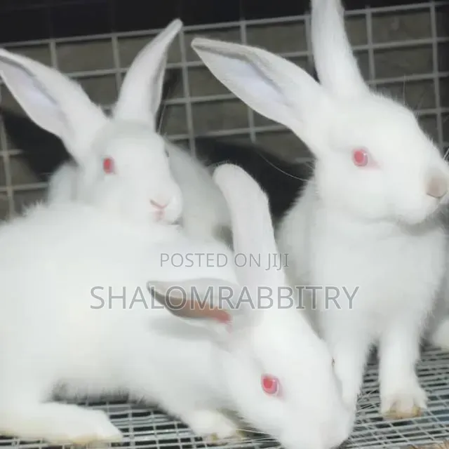 Weaners Rabbit Available