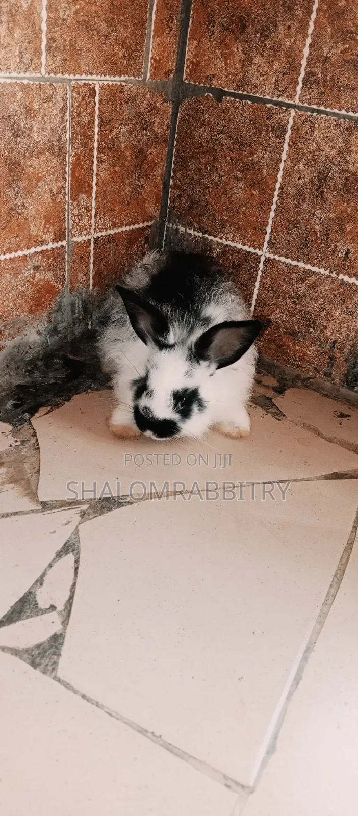 Weaners Rabbit Available