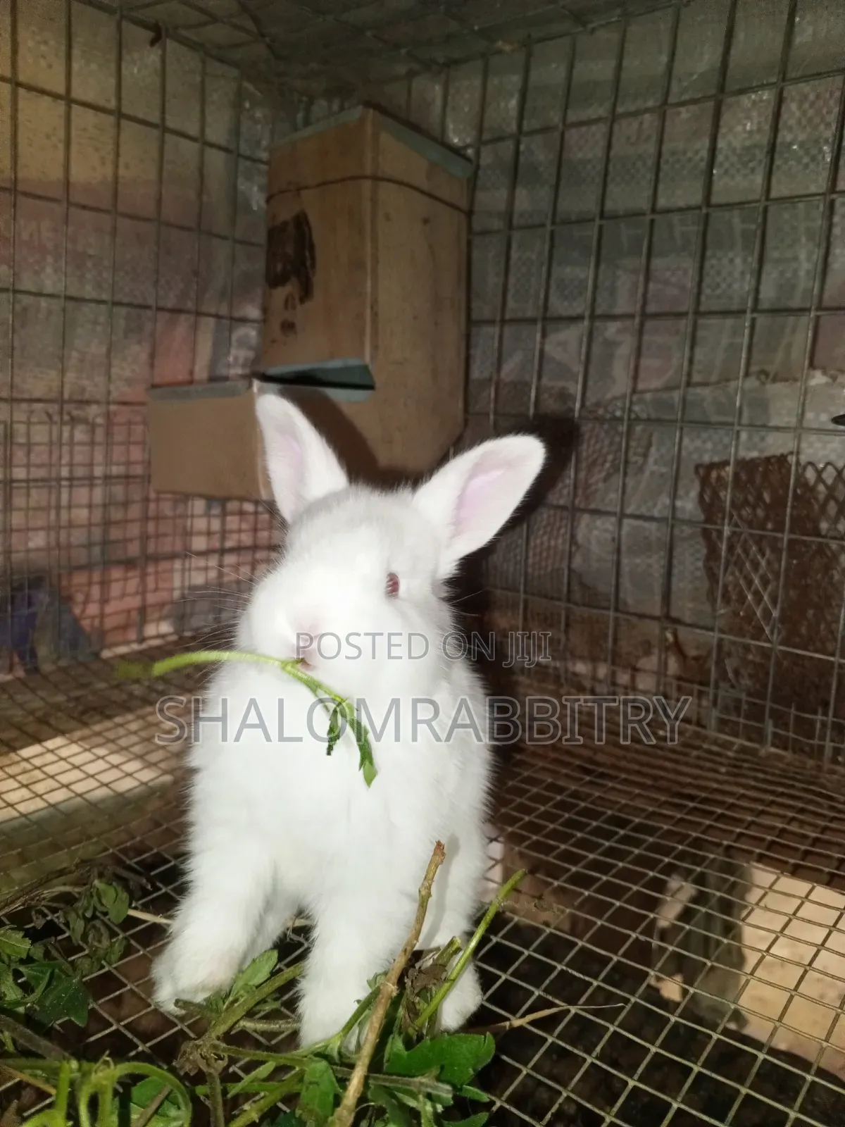 Weaners Rabbit Available