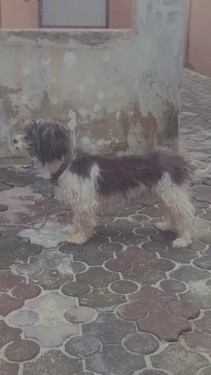 1+ year Male Purebred Lhasa Apso