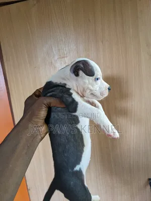1-3 months Female Purebred American Pit Bull Terrier