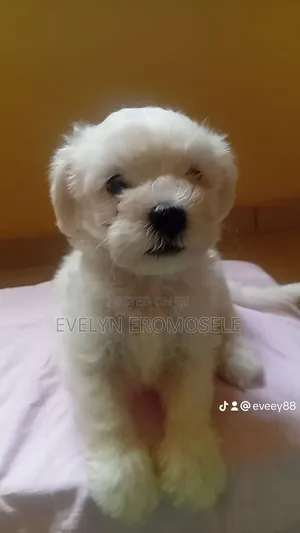 1-3 months Male Purebred Lhasa Apso