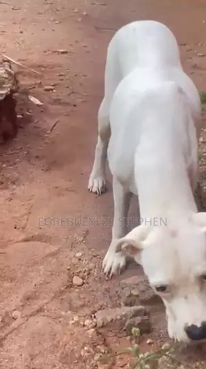 1+ year Female Purebred Dogo Argentino