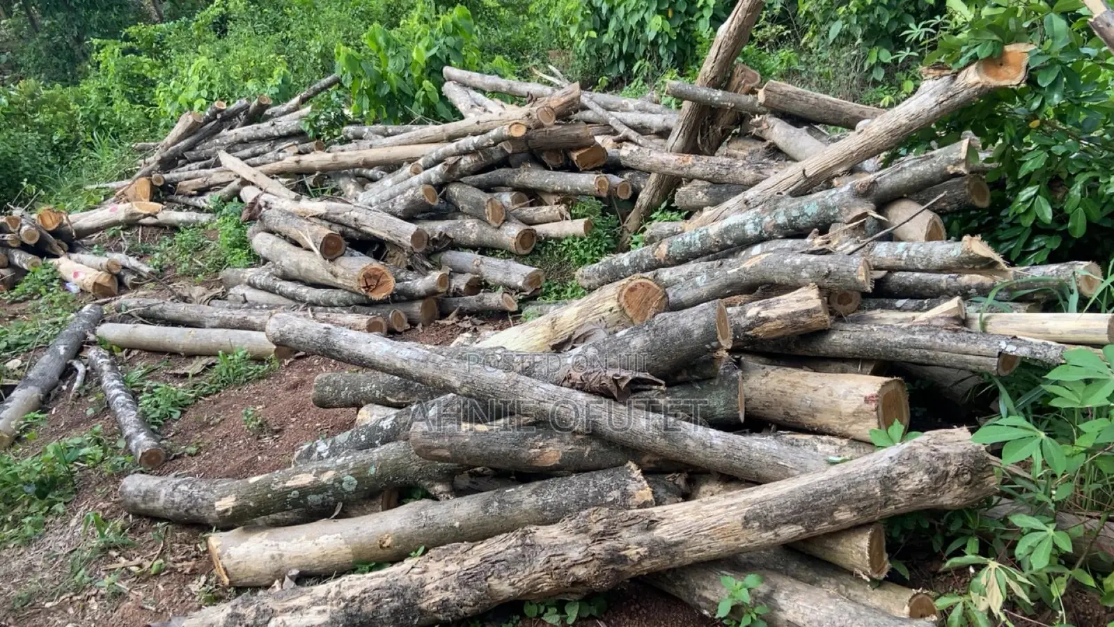 Teak Wood Pole-Sized Logs