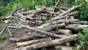Teak Wood Pole-Sized Logs