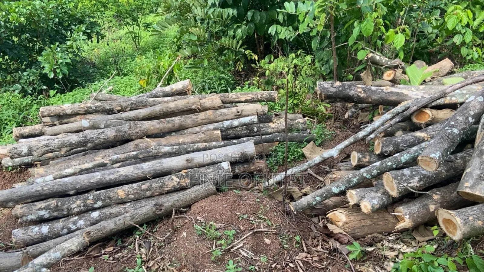 Teak Wood Pole-Sized Logs