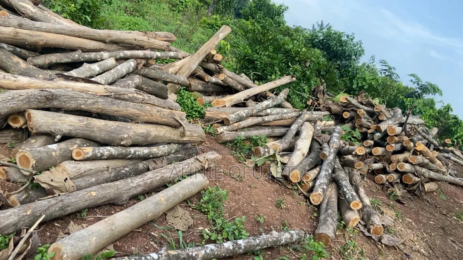 Teak Wood Pole-Sized Logs