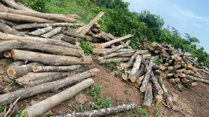 Teak Wood Pole-Sized Logs