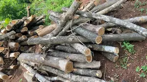 Teak Wood Pole-Sized Logs