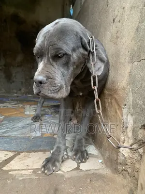 6-12 months Male Purebred Neapolitan Mastiff