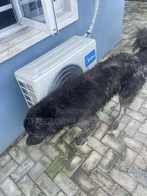 1+ year Male Purebred Caucasian Shepherd