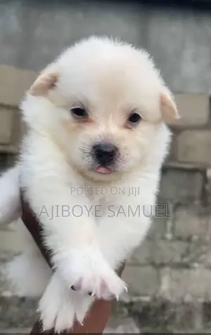 1-3 months Male Purebred American Eskimo