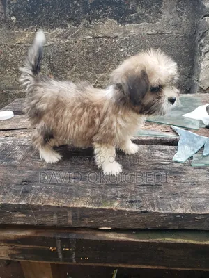 1-3 months Male Purebred Lhasa Apso