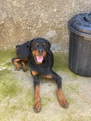 1+ year Male Mixed Breed Rottweiler