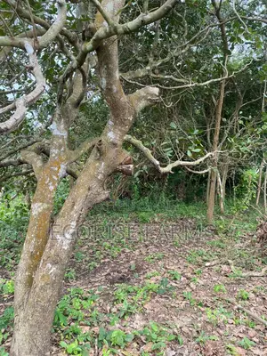 5 Acres of Fertile Land Available in Iwere Ile Iwajowa