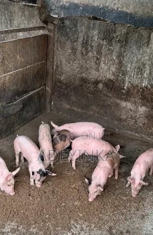 All Kind of Pig Breeds Available