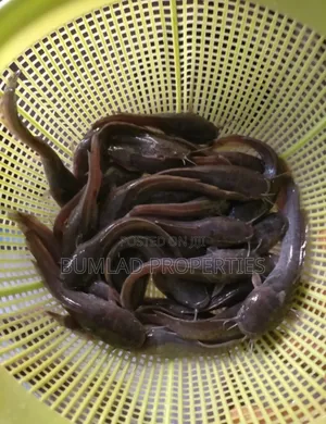 Fast Growing Fingerlings and Post Fingerlings for Sale