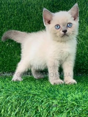 1-3 months Female Purebred British Shorthair