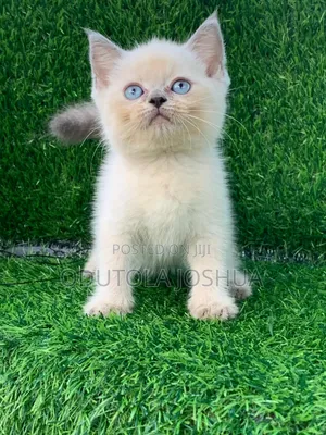 1-3 months Female Purebred British Shorthair