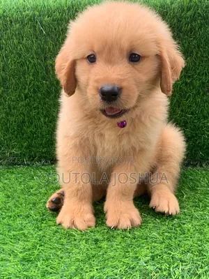 1-3 months Female Purebred Golden Retriever