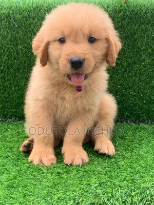 1-3 months Female Purebred Golden Retriever