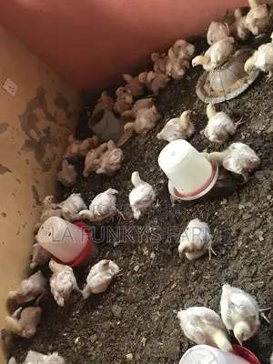3-4week Broiler Birds