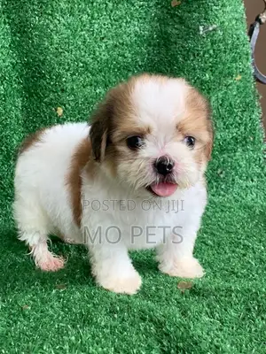 1-3 months Male Purebred Lhasa Apso