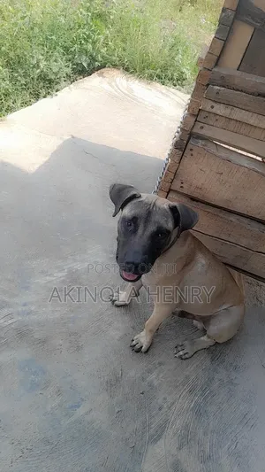 1+ year Male Purebred Boerboel