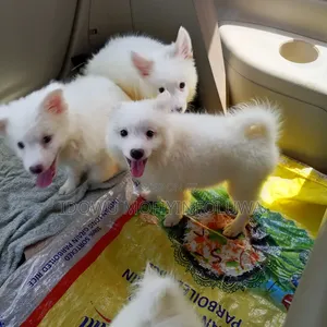 1-3 months Male Purebred American Eskimo
