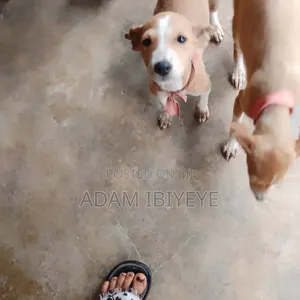 3-6 months Female Mixed Breed Mongrel (No Breed)