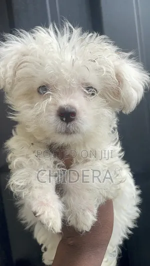 1-3 months Male Purebred Lhasa Apso