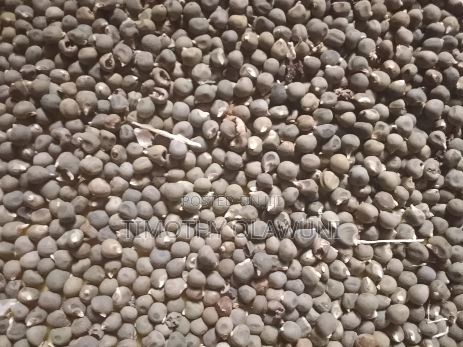 Fresh Okra Seed for Sale