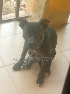 1-3 months Female Purebred American Pit Bull Terrier