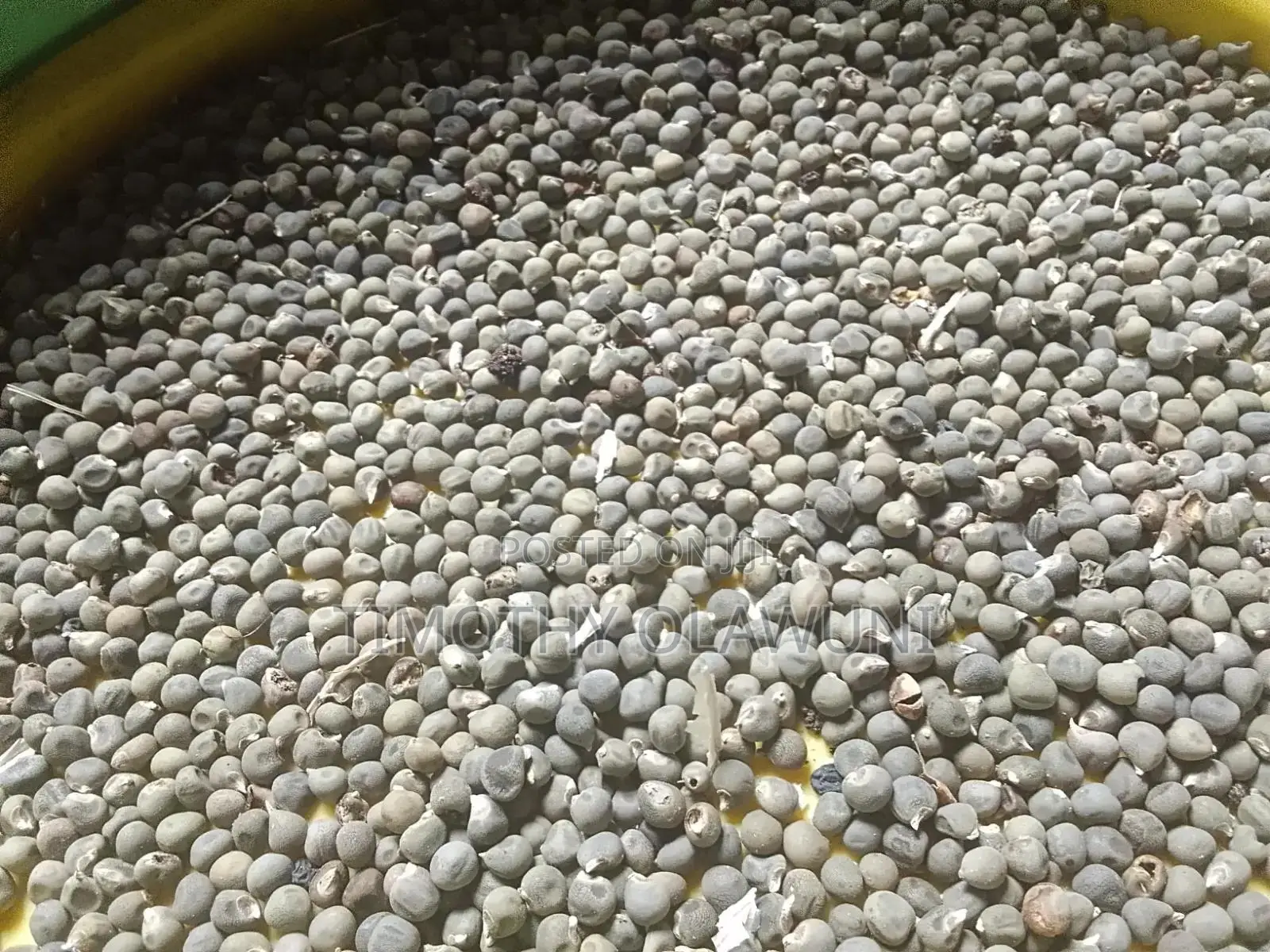 Fresh Okra Seed for Sale