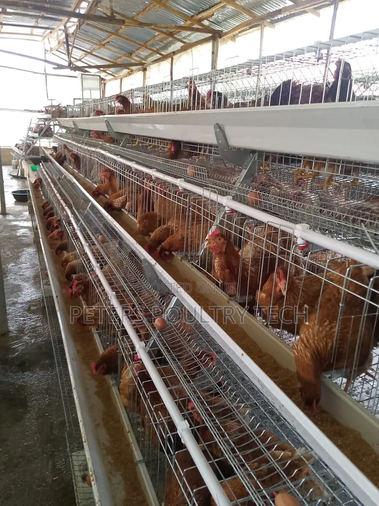 Foreign Battery Cages