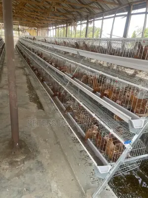 Foreign Battery Cages