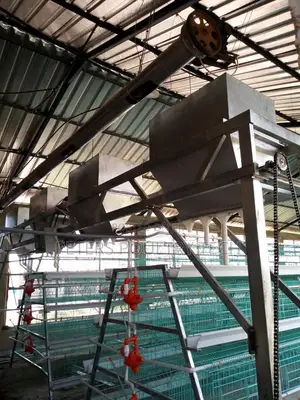 Automated Poultry Battery Cages
