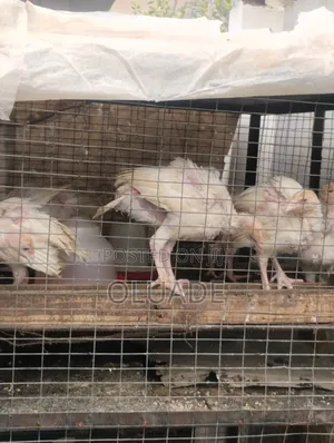 7weeks Old Imported Turkeys in Large Quantity
