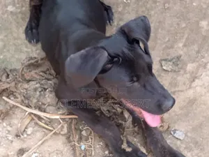 3-6 months Male Mixed Breed Cane Corso