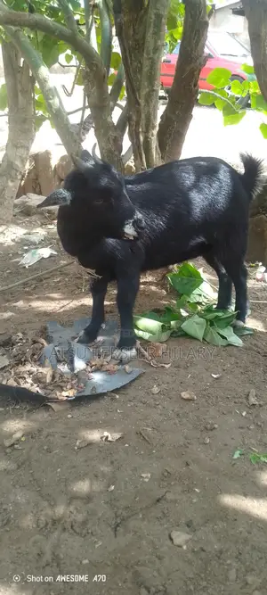 Goats for Sell