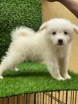 1-3 months Female Purebred American Eskimo