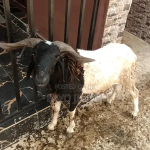 Home Breed Ram