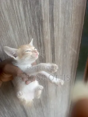 1-3 months Female Purebred American Shorthair