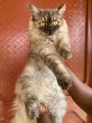 6-12 months Male Purebred Persian