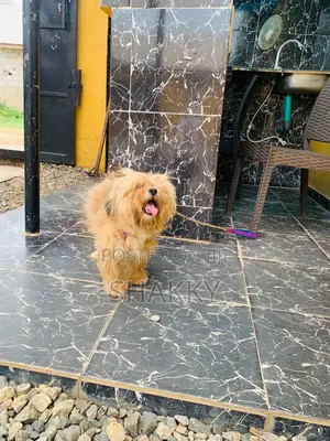 1+ year Female Purebred Lhasa Apso