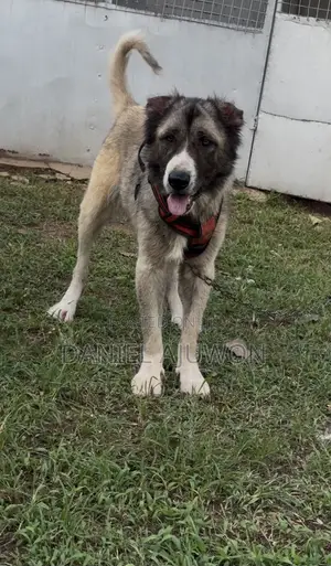 1+ year Female Purebred Caucasian Shepherd