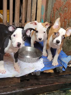 1-3 months Female Purebred American Pit Bull Terrier